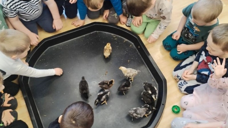 Kuřátka a jejich projekt „Líhneme ve školce"
